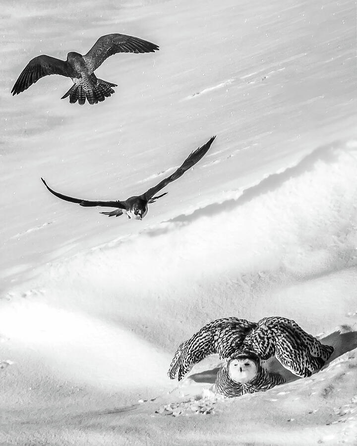 Lewiston Falcons and Owl 24 Photograph by Bob Orsillo