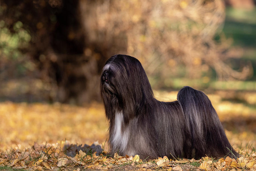Lhasa Apso in Autumn #1 Photograph by Diana Andersen