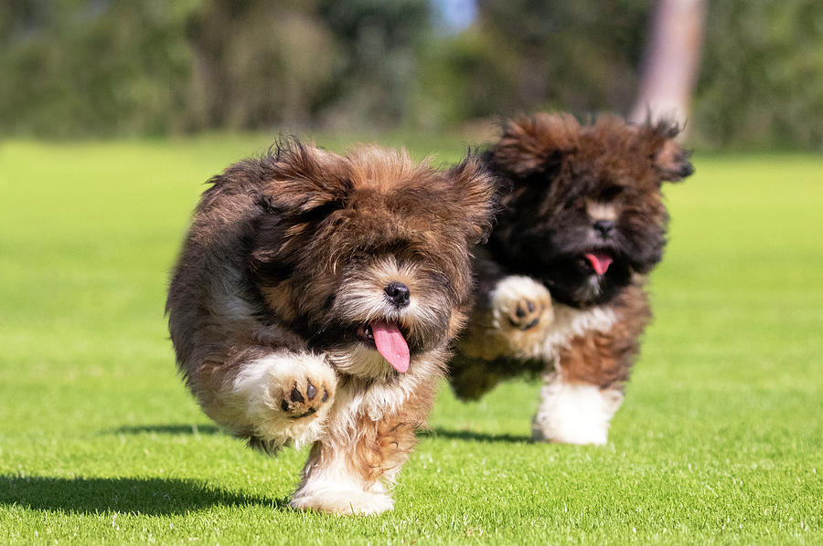 Lhasa Apso Puppies Photograph by Diana Andersen