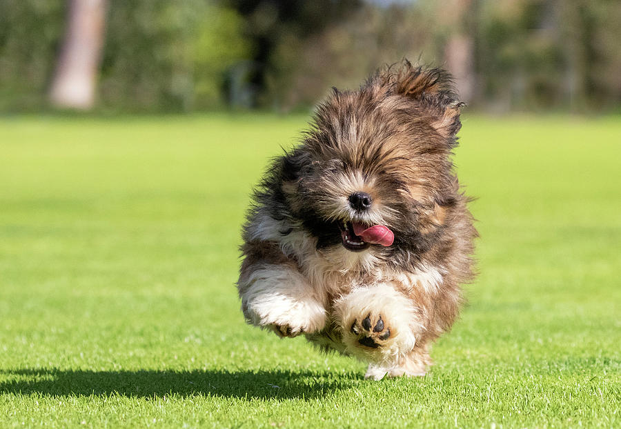 Cute Lhasa Apso Puppy Photograph by Diana Andersen