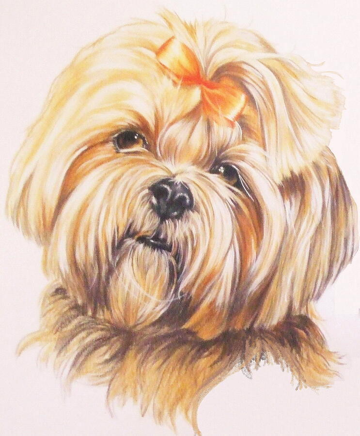 Lhasa Apso with Bow Drawing by Barbara Keith