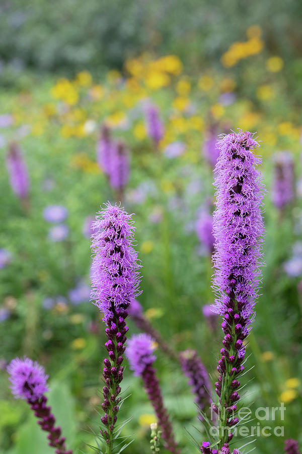 Liatris Spicata Flowers in an English Garden Photograph by Tim Gainey