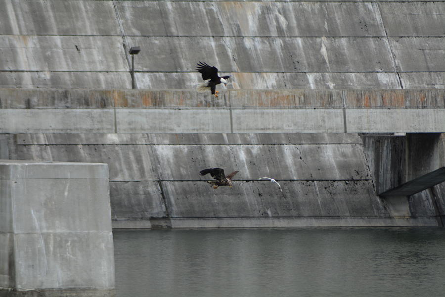 Libby Dam Eagles 1 Photograph by Eric Homa - Fine Art America