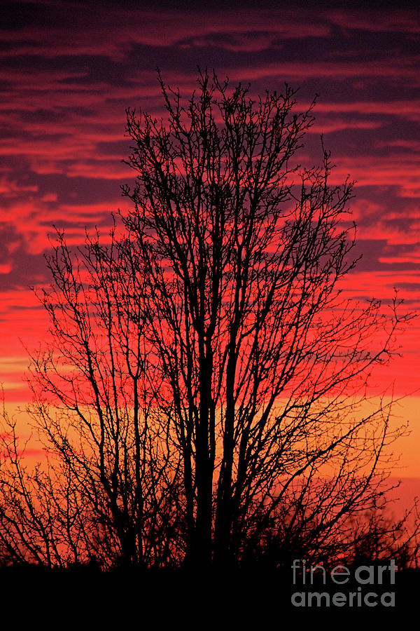 Liberty Sunset with Tree Photograph by Bernard Kaiser