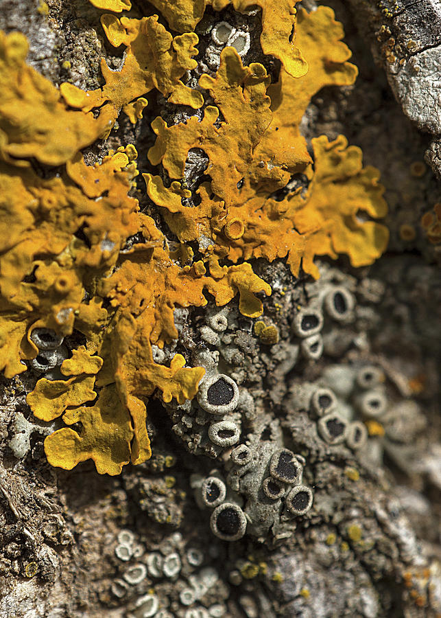 Lichen #1 Photograph by Al Fio Bonina