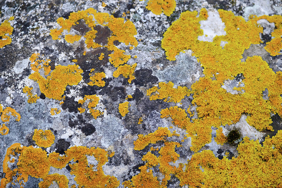 Lichen abstract Photograph by Gary Browne