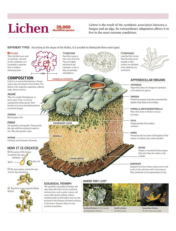 Botany Digital Art - Lichen by Album