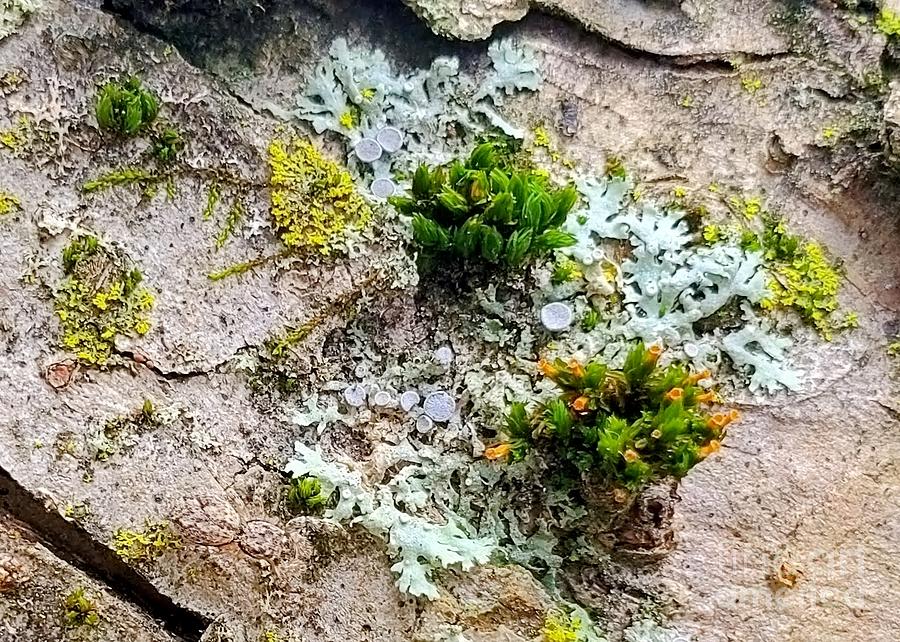 Lichen and Fungi on Tree Bark Photograph by Lori Lafargue