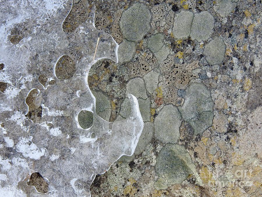 Lichen and Ice Photograph by Nicola Finch