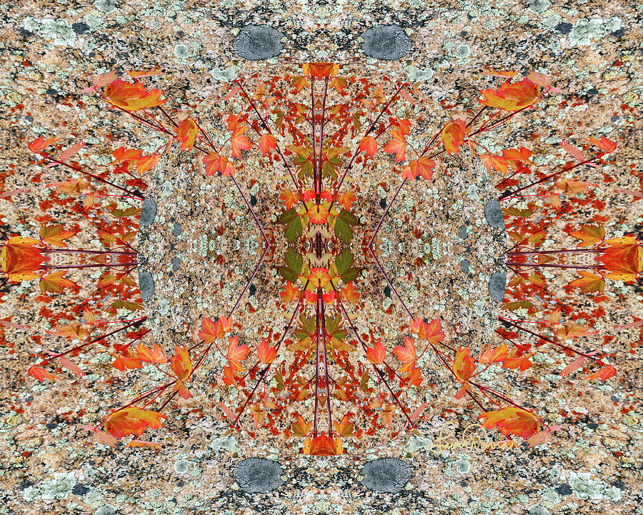 Lichen and Leaf Mandala  Digital Art by Laura Davis