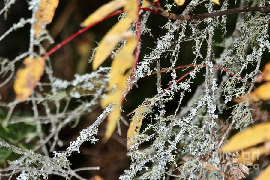 Lichen and Leaves Photograph by Ann E Robson