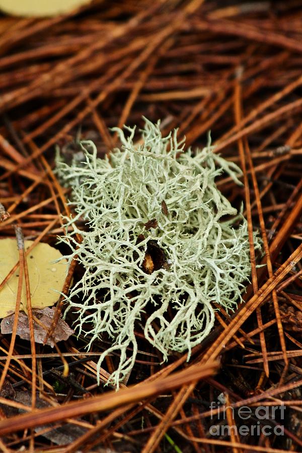 Lichen and Needles Photograph by Ann E Robson