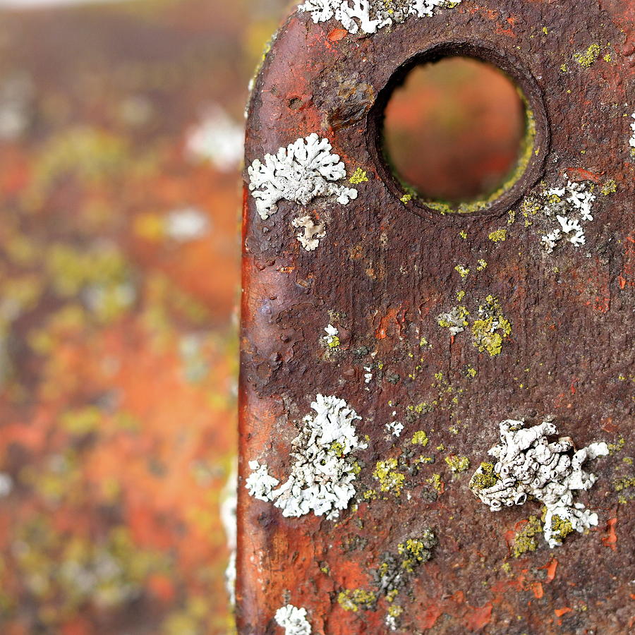 Lichen And Steel Photograph by Tom Druin