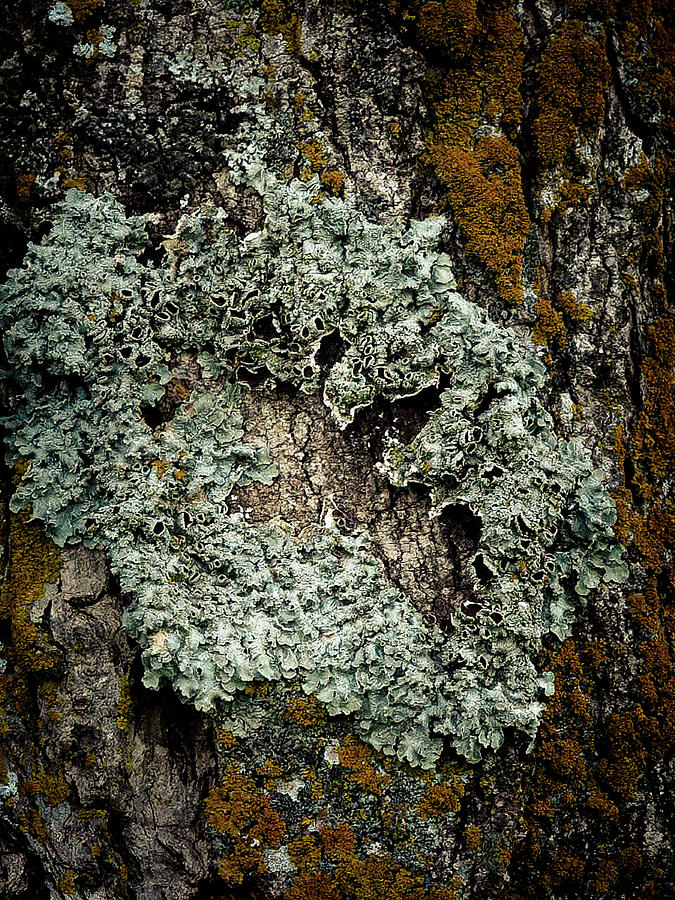 Lichen Circle Photograph by Kelly Larson