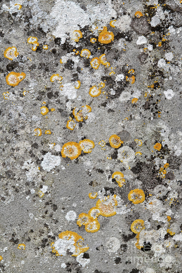 Lichen Circles Photograph by Tim Gainey