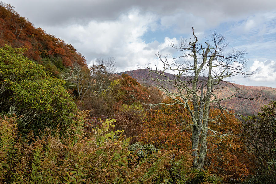 Lichen covered trees at a Blue Ridge Parkway Overlook Photograph by Joni Eskridge