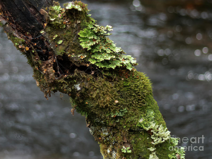 Lichen Photograph by Elaine Teague