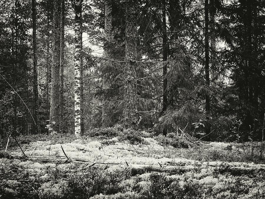 Lichen forest at Harjuniitty bw  Photograph by Jouko Lehto