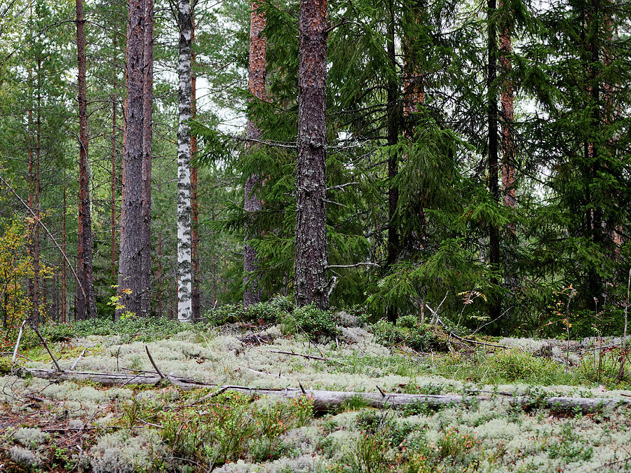 Lichen forest at Harjuniitty Photograph by Jouko Lehto