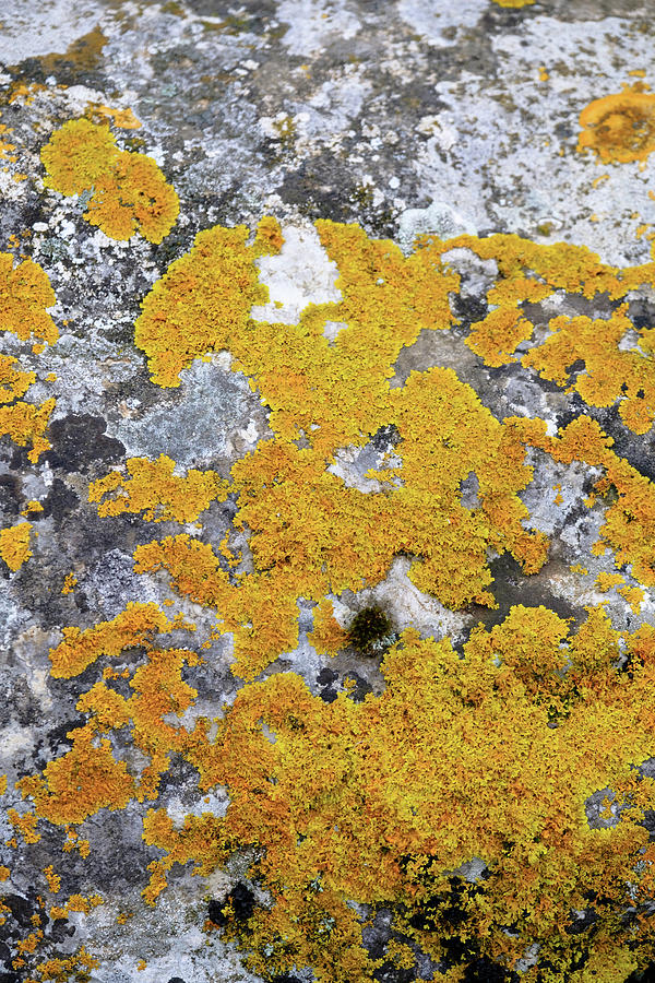 Lichen Photograph by Gary Browne