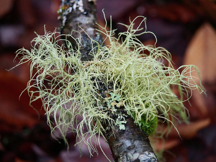 Lichen growing on a dead branch. Photograph by Rob Huntley