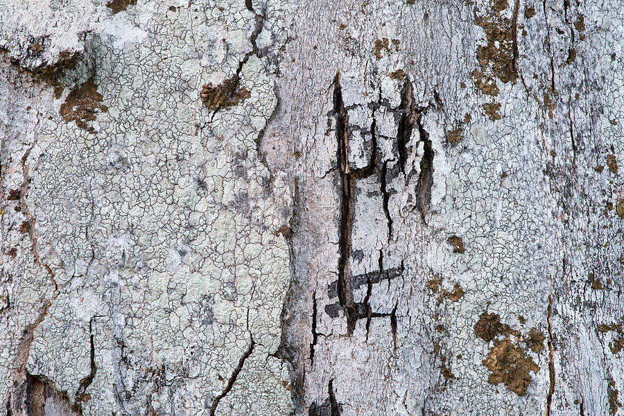 lichen II Photograph by Milan Gonda