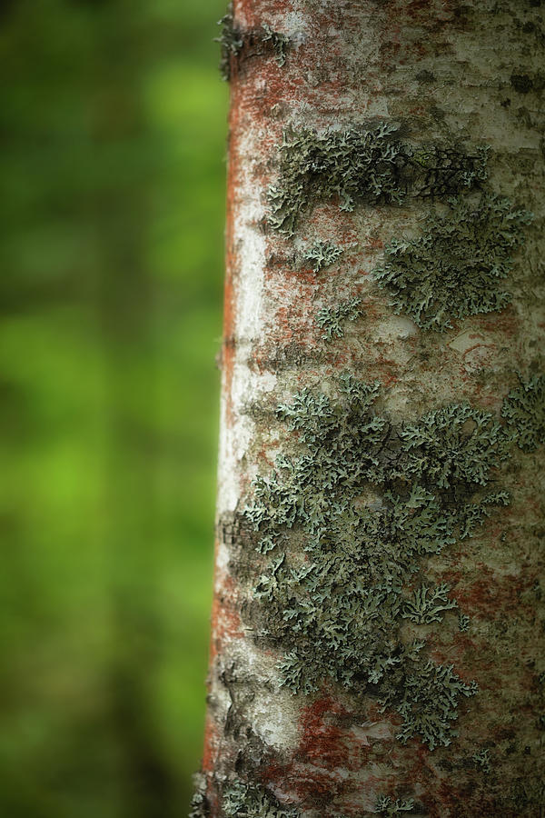 Lichen Photograph by Jade Moon