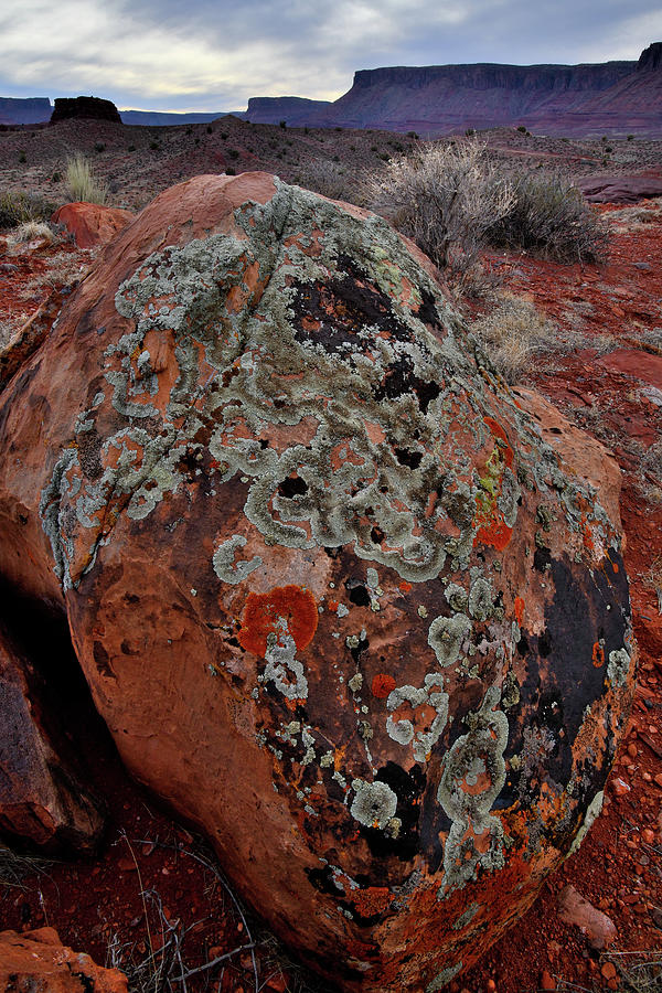 Lichen Jewel in Castle Valley Utah Photograph by Ray Mathis