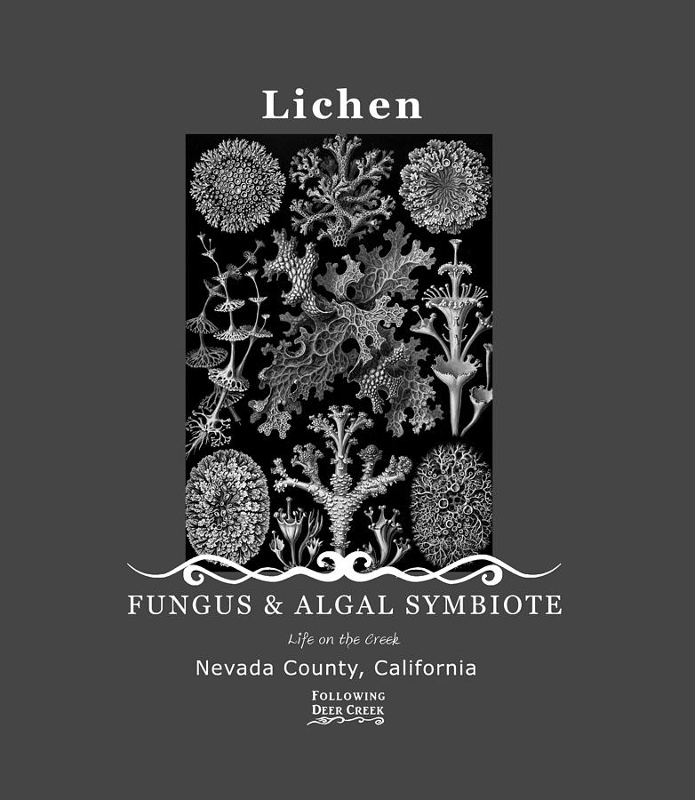Lichen Digital Art - Lichen  by Lisa Redfern