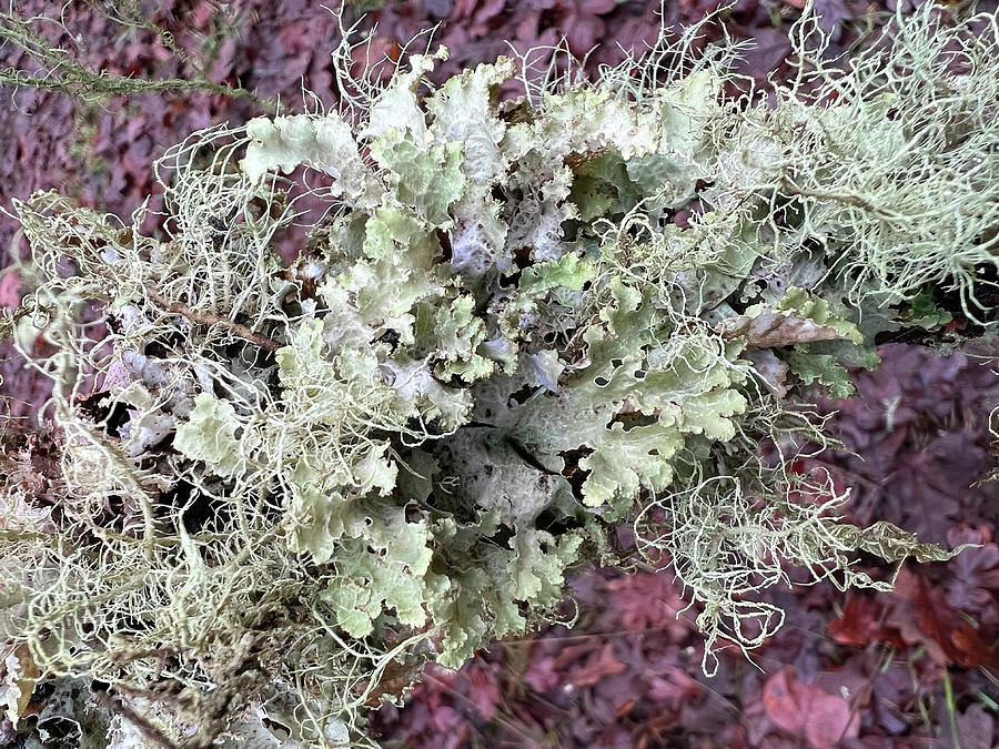 Lichen Photograph by Nancy Merkle