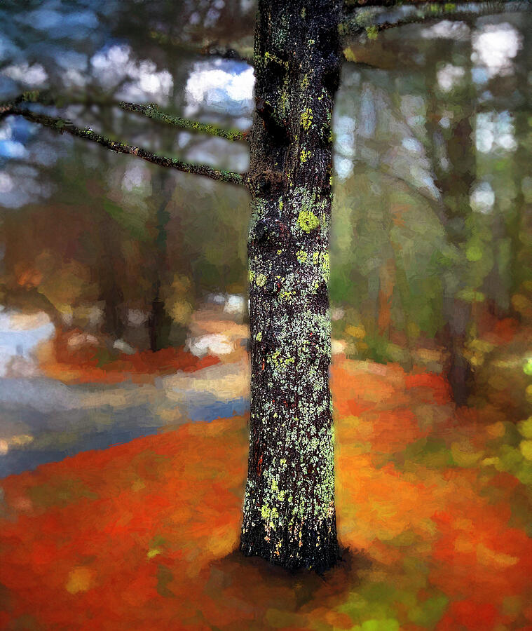 Lichen on a Pine in Autumn Photograph by Wayne King