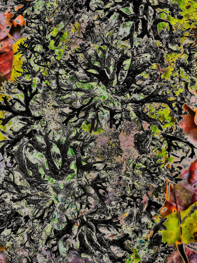 Lichen on a tree Digital Art by Bruce Block