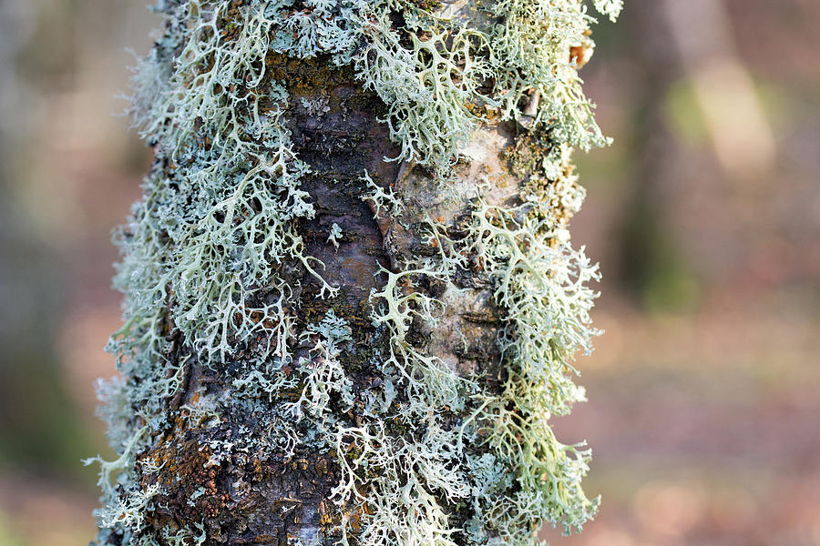 Nature Photograph - Lichen on Birch by Alternative Perspectives