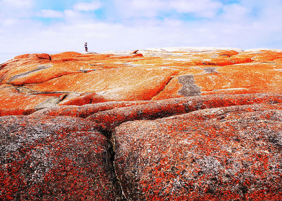 Lichen on rocks Bay of Fires  Photograph by Lexa Harpell