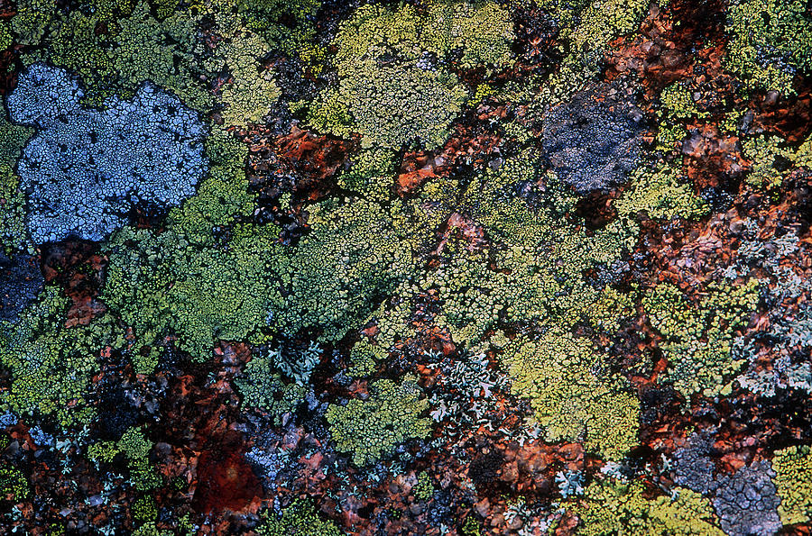 Lichen on rocks Photograph by Harold E McCray
