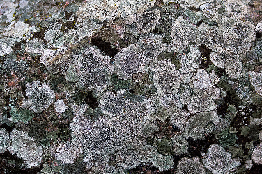 Lichen on Stone Photograph by Amy Sorvillo - Pixels