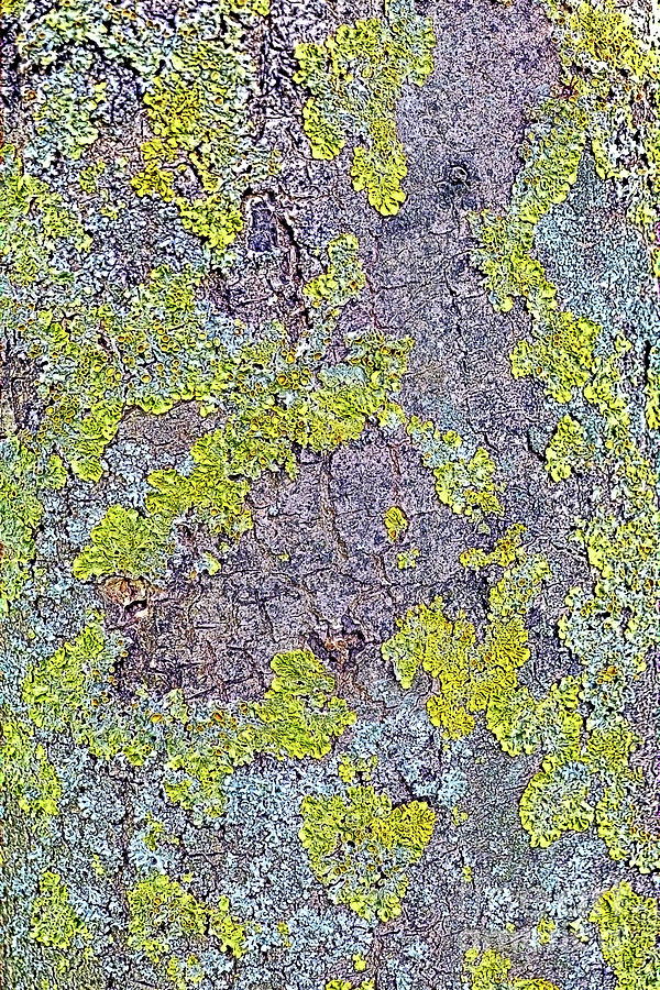 Lichen On Tree Trunk Photograph