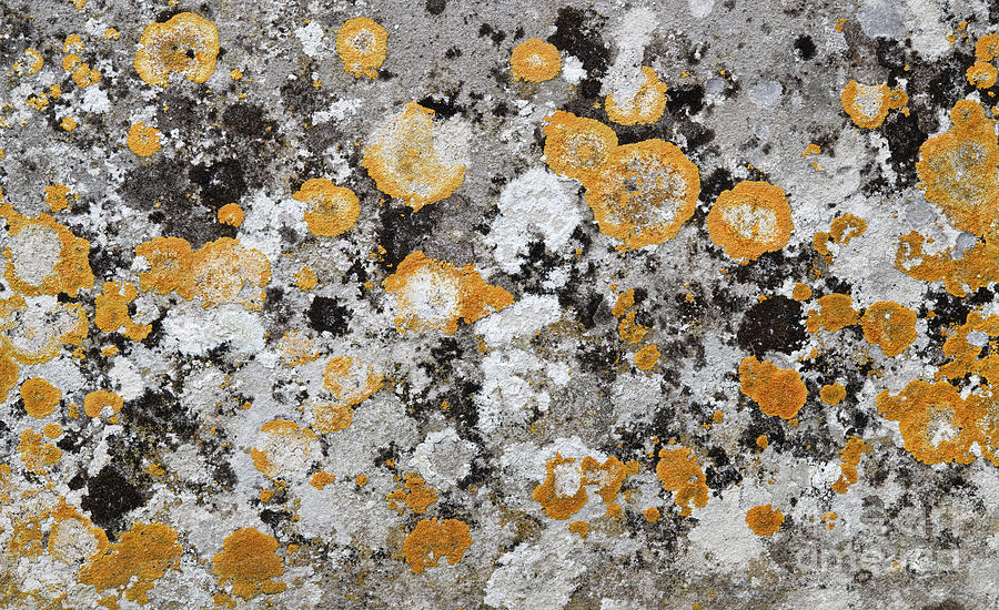 Lichen on Weathered Stone Pattern Photograph by Tim Gainey