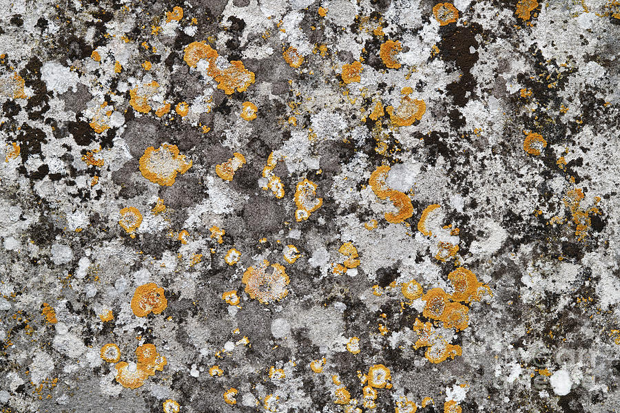 Lichen on Weathered Stone Photograph by Tim Gainey