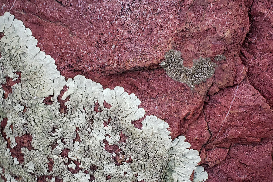 Lichen or Love? Photograph by Bonny Puckett