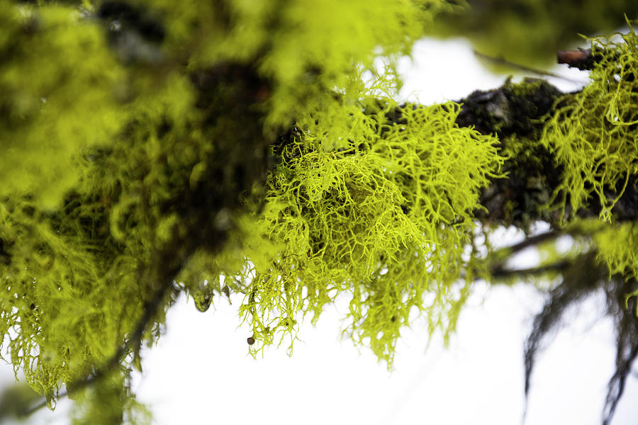Lichen Photograph by Pelo Blanco Photo