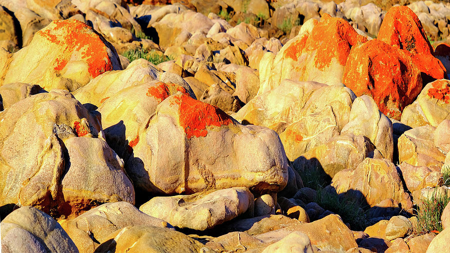 Lichen Rock Abstract - Eyre Peninsular Photograph by Lexa Harpell