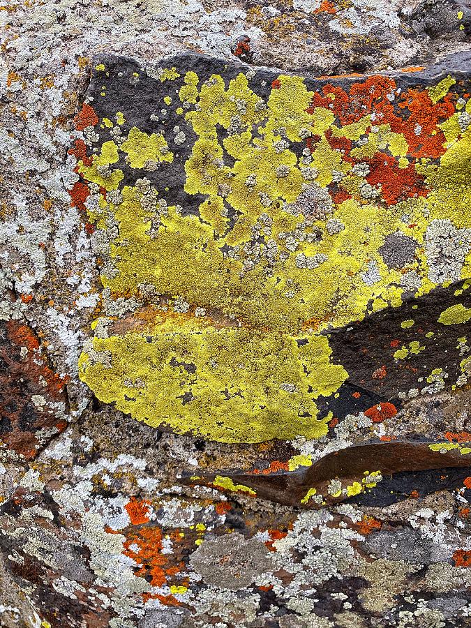 Colorful Lichen Rock Surface Photograph by Jerry Abbott