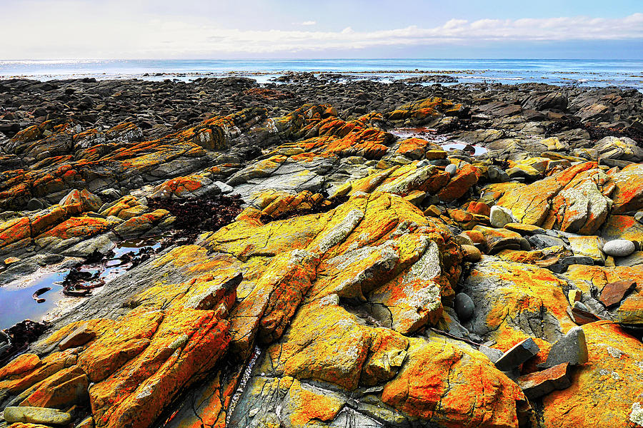 Lichen Rocks - Fishers Point Photograph by Lexa Harpell