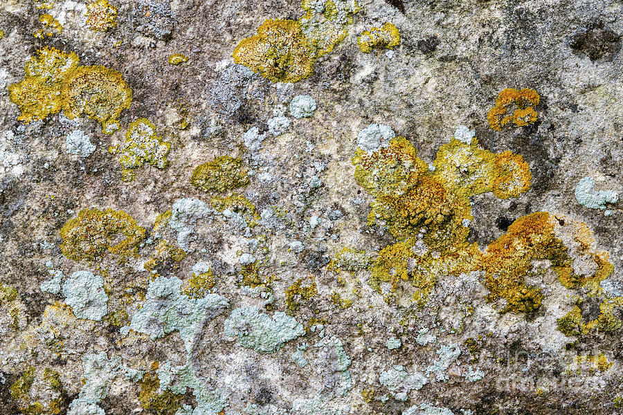 Lichen Shapes Photograph by Tim Gainey