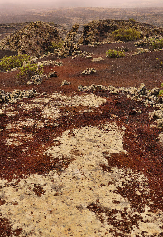 Lichen species colonising lava rocks in the fire mountains of Timanfaya in Lanzarote, Canary Islands Photograph by Photo by Victor Ovies Arenas