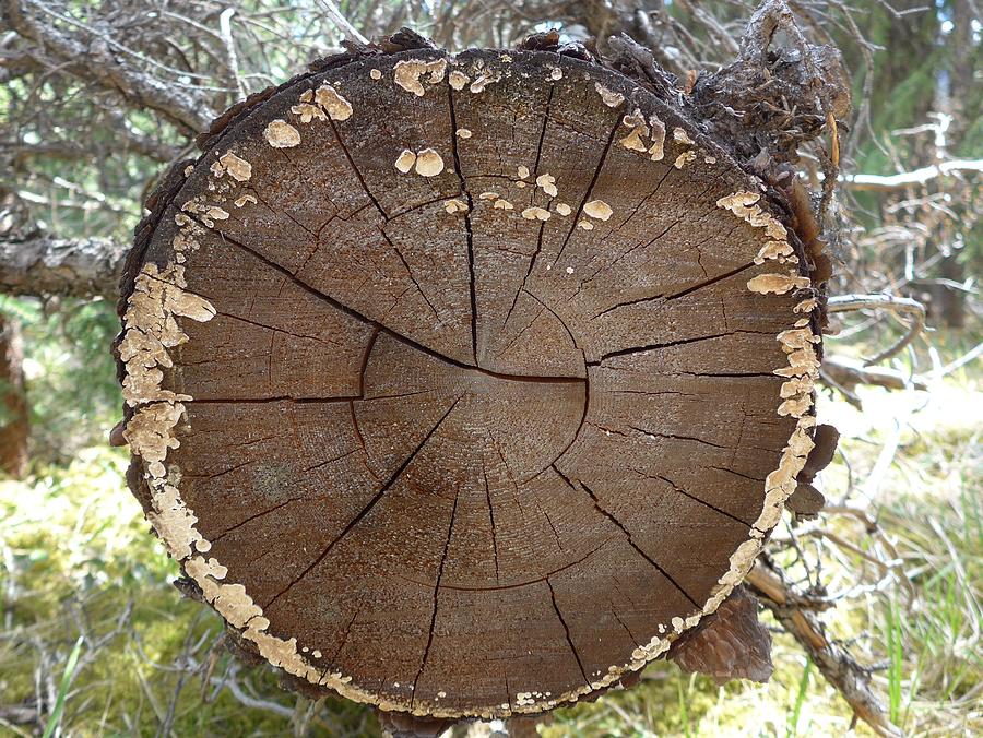 Lichen stump Photograph by Lisa Mutch