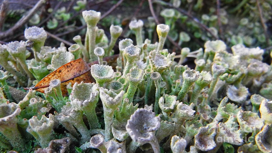 Ground Cover Photograph - Lichen The Spot by YHWHY Vance Ground Cover Photograph - Lichen The Spot by YHWHY Vance