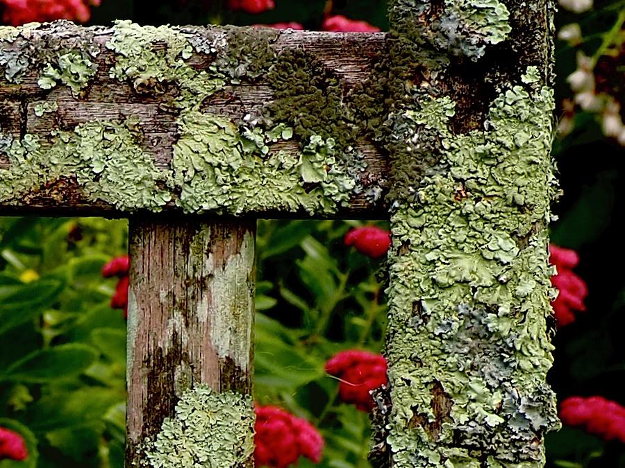 Keeping Company With Lichen Photograph by Alida M Haslett