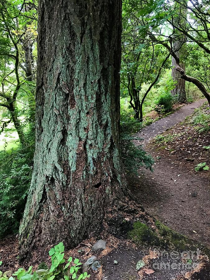 Lichen Tree Magic Photograph by Charlene Mitchell